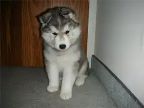  落叶下的小鸟的所有日志mtime时光网