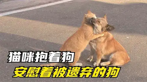 别担心,你的家人会找到你猫安慰着,被遗弃的狗