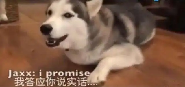  二哈拆家后嫁祸给金毛,结果被主人发现立马卖萌认错,笑哭