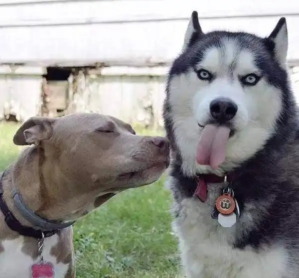  网友带宠遛弯,狗狗却跑路了,二哈如果你追到我,我就让你