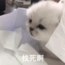 表情包丨苏喂苏喂苏喂
