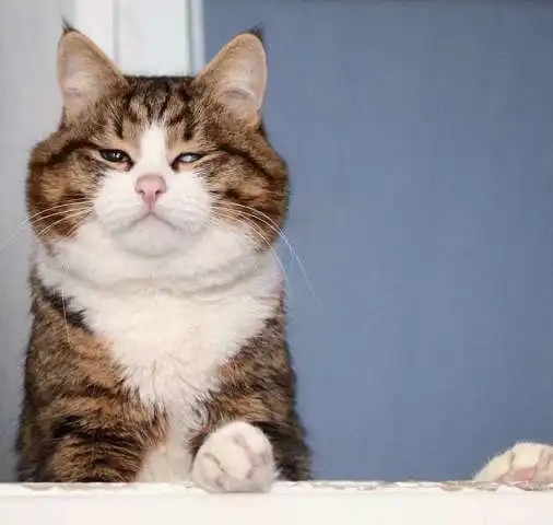  喜怒哀乐都难不倒它,喵界的演技派随便一个表情都可以得奖,不信你瞧瞧