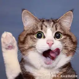 担心表情包猫咪母猫