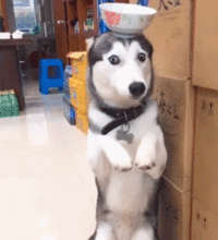  爆笑gif趣图妹子,我很想知道你准备在舌头上纹个啥