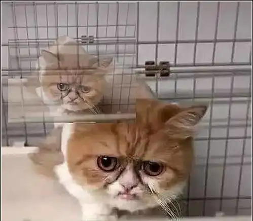  男子给加菲猫剪毛,突然发现它的表情有点奇怪,低头一看不淡定了
