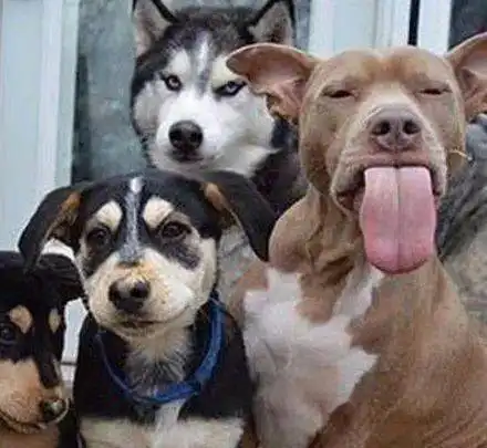  抢镜王二哈,拍合照时看到比特的表情后,瞬间懵逼了...