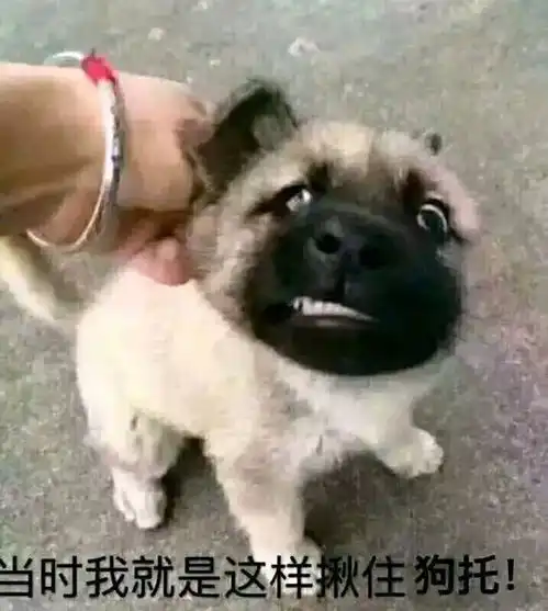 豚鼠特工队表情包大西泷