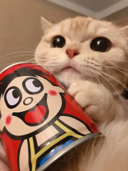  可爱萌宠头像做人就是要像小饼干一样干干脆脆可甜可咸