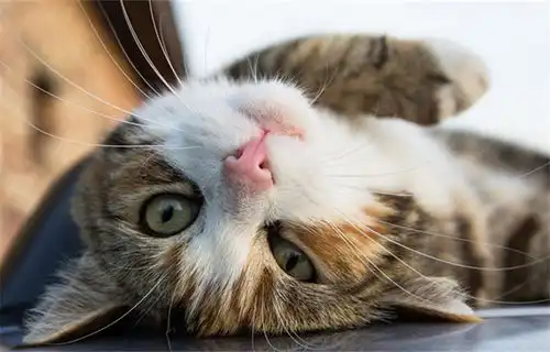  自从那天带大橘回家陪爷爷后,画风就变了个样儿