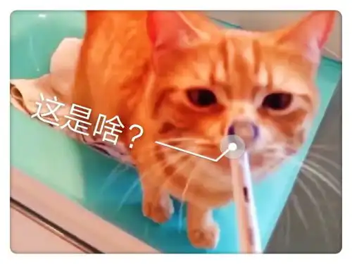  猫咪第一次见电动牙刷,体验后的表情太萌了