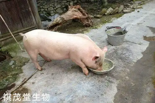 猪睡觉表情包搞笑