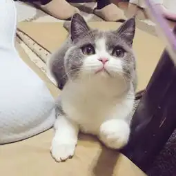  日本小哥养了一只仙女小猫咪,这生气的小表情让人想宠溺啊