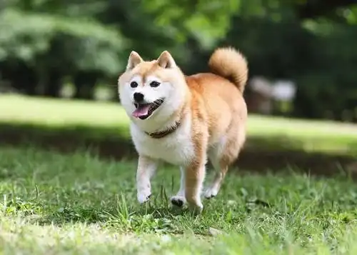  养宠知识柴犬拉泥状软便,柴犬别的正常只拉稀便