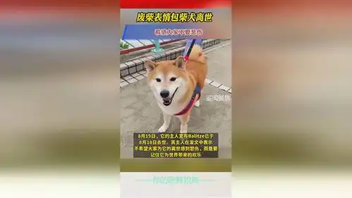 柴犬表情包图片废柴