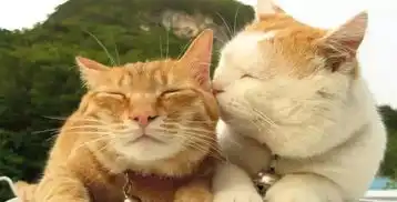 小七哈珀表情包猫咪