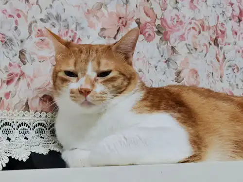 担心表情包猫咪嫌弃