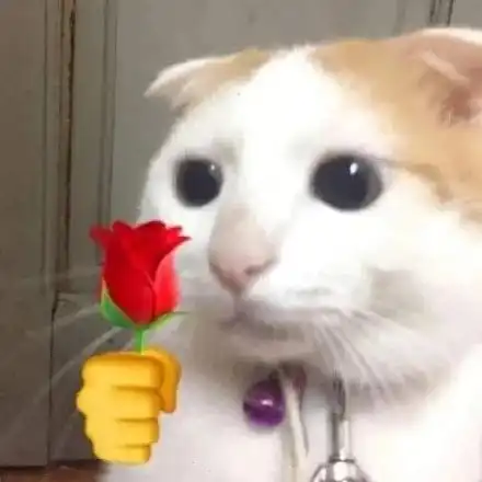  猫咪头拿花表情包合集