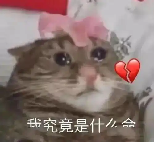  每周猫咪沙雕表情包速存