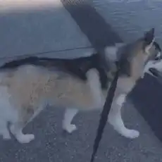 哈士奇表情包动图狗子