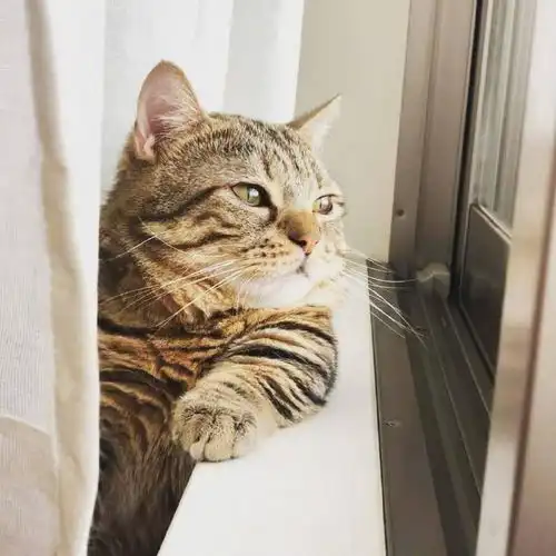  嫌生活无聊养只宠物就好了