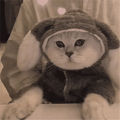  猫咪gif表情包