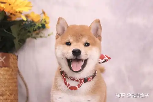  柴犬适合上班族或者家庭养吗柴犬的8大优缺点