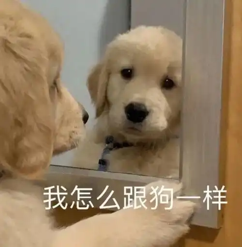  笑死,狗子快来看沙雕狗子表情包哈哈哈哈