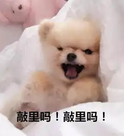  主人是不是欠了狗子八百包小饼干这表情是要准备打架了吧