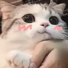  猫咪表情包我要吃软饭