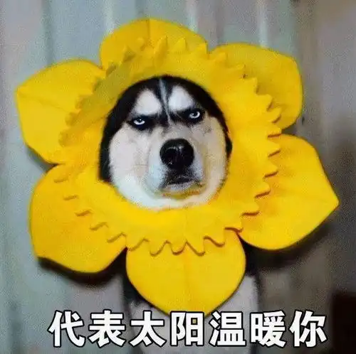 不瞒你说,这6种狗都是怂包,遇到事就会跑 不瞒你说,这6种狗都是怂包,遇到事就会跑