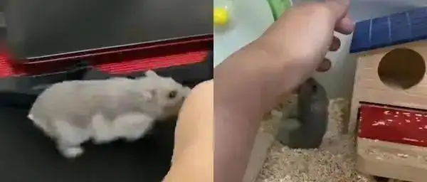  超级喜欢饲主的手,小仓鼠坚持叼回窝收藏