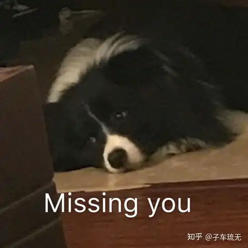  为什么边牧有时候看起来好像怂怂的