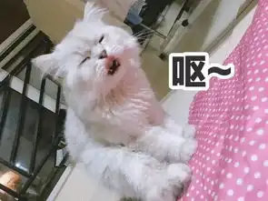  猫猫表情包大赛万万没想到最后获奖的居然是它