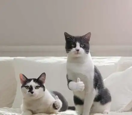 搞笑猫咪竖起了大拇指表情包,老哥稳