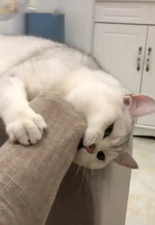  猫咪一个劲的啃铲屎官的脚,引网友担心,网友小心被传染脚气