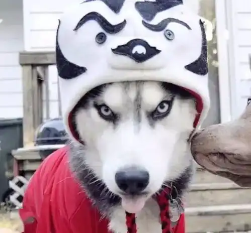  哈士奇告诉你什么才叫表情帝