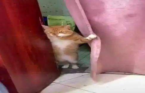  橘猫迎接铲屎官回家,一把掀开门帘的表情亮了来了啊老弟