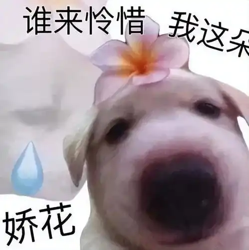  和小猫击掌表情包