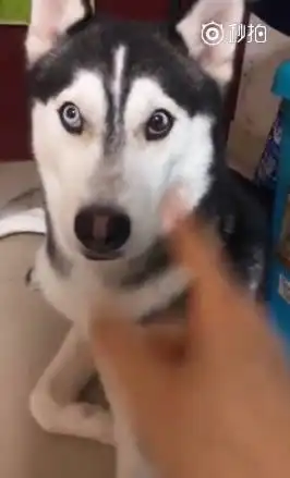  笑哭二哈无缘无故遭主人训斥,满眼震惊委屈成表情包