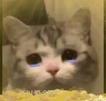  表情包猫猫哭泣