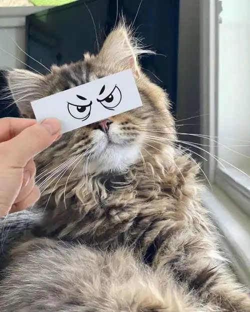  如果猫咪有表情,这都是什么人间小可爱