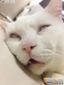  猫咪撩人带字图片表情猫咪撩人表情包下载乐游网游戏下载