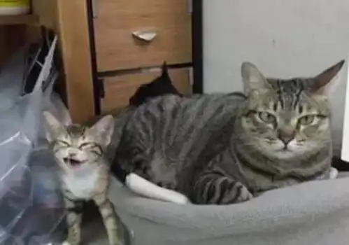  大猫放了个屁小猫熟睡都被臭醒了看到小猫表情就知道滋味了