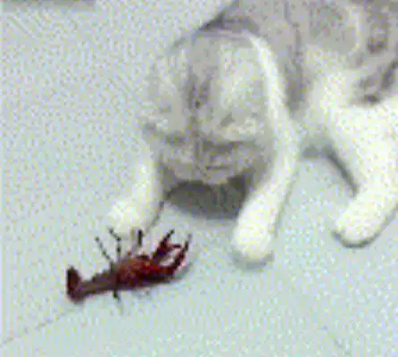  折耳猫偷吃鲜活的龙虾,不料被折腾的够呛,这表情看着让人心疼