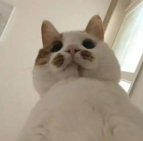  爆笑萌宠狗狗表情包,二哈的神之藐视