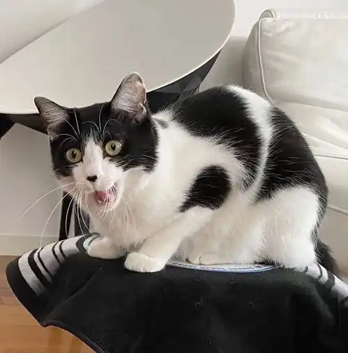  奶牛猫太胖了怎么办