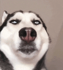  雪貂留香如果养四只哈士奇,又会是什么感受呢