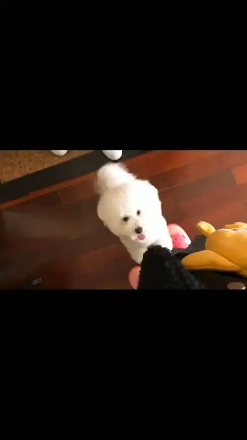  发现我要出门不带她,整条狗都不好了,一直撒娇要我抱,出门后下楼梯就听到她在家哀嚎,可怜的旺仔