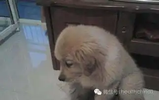  狗狗犯错后的表情,卖萌,霸气,认怂,哈士奇你又赢了