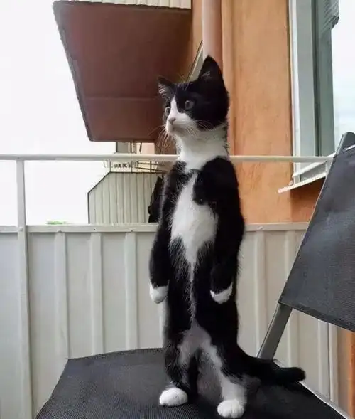  奶牛猫把自己当人的7个表现,都说建国后不许成精了